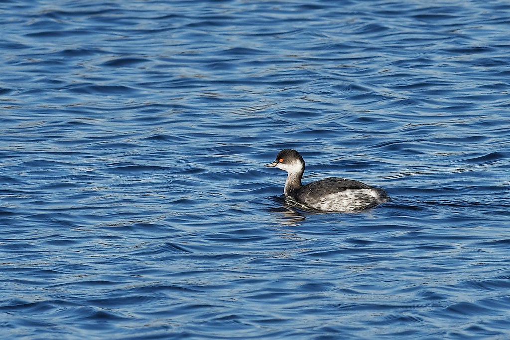 DSC_2791_DxO.jpg