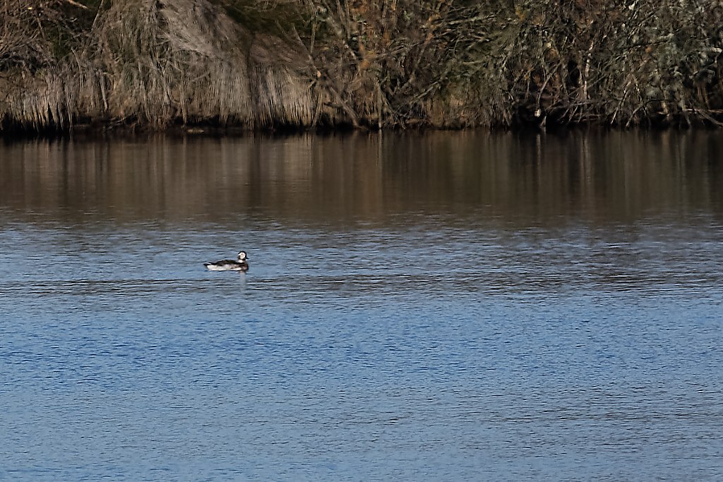 DSC_2800_DxO.jpg