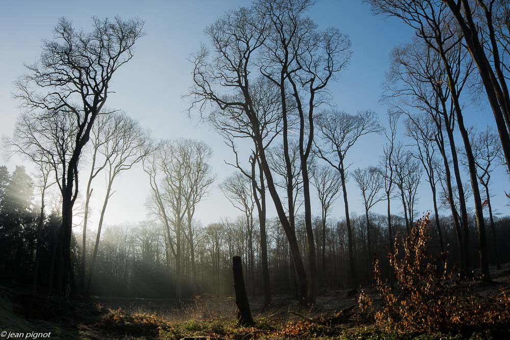foret dans le brouillard 02 2020-7157.jpg