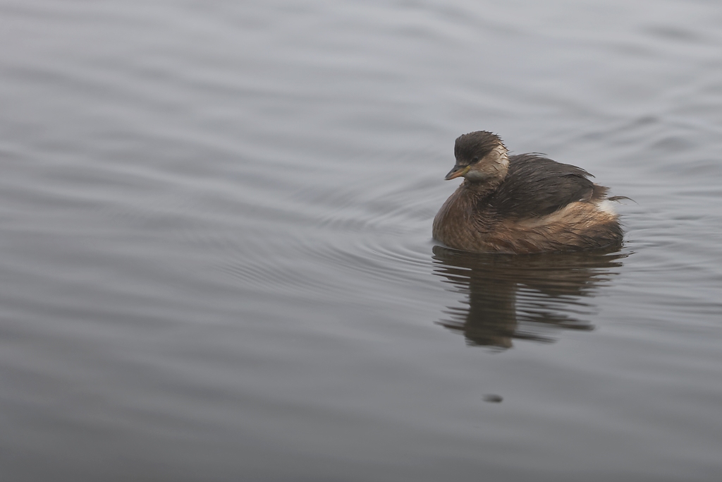 DSC_5797_DxO.jpg