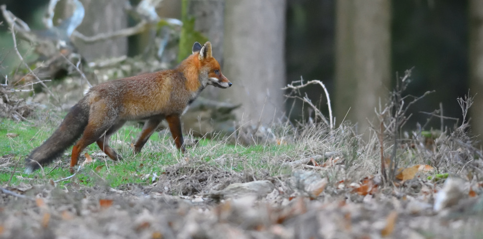 DSC_2729_00001_05.jpg