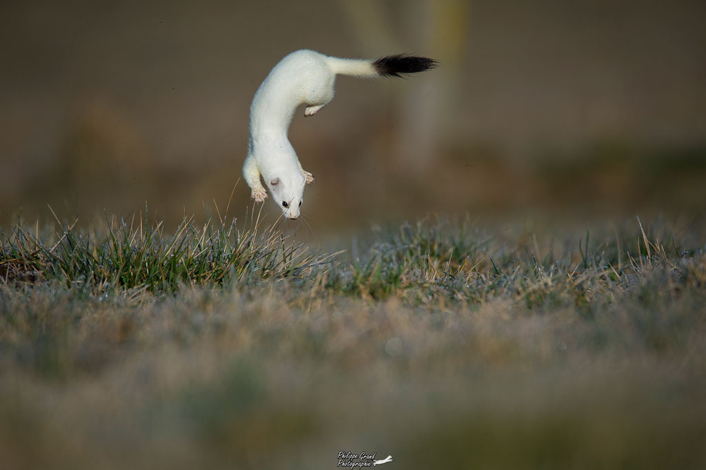 _DSC7478-copie.jpg
