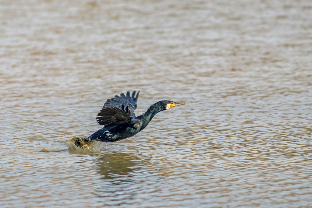 photo19_grand_cormoran(0286).jpg