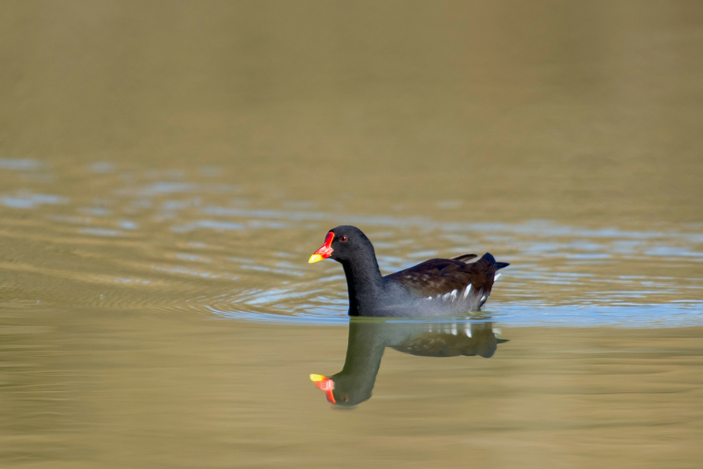 photo24_poule_d'eau(07).jpg