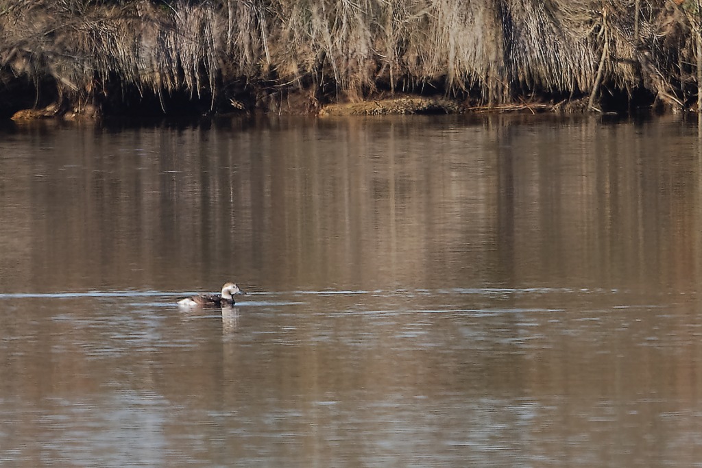 DSC_5937_DxO.jpg