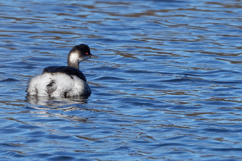 DSC_5948_DxO.jpg