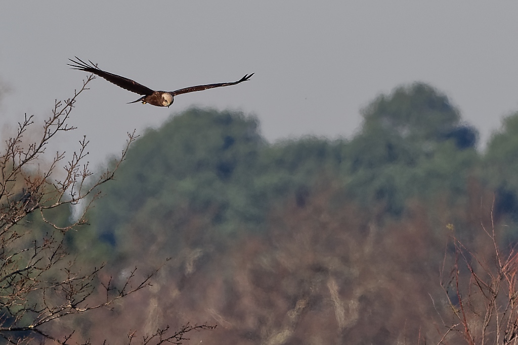 DSC_5967_DxO.jpg