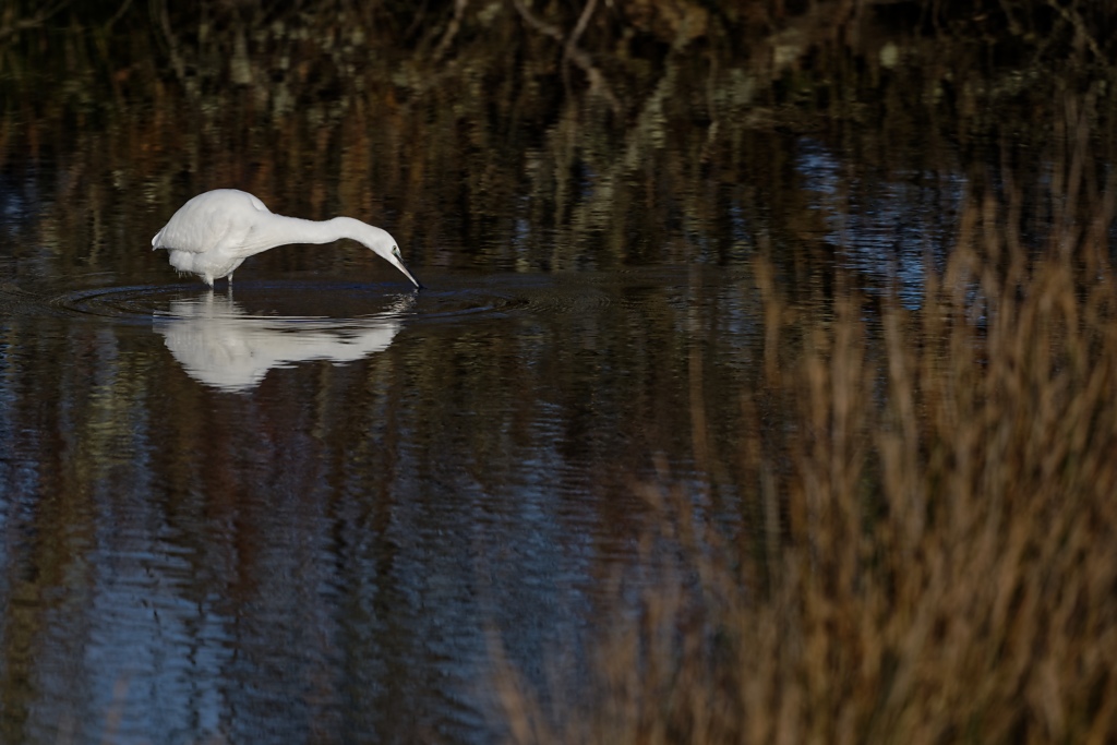 DSC_6037_DxO.jpg