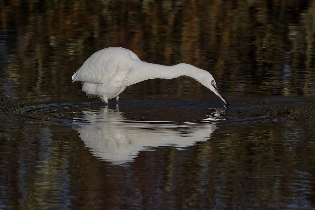 DSC_6037_DxO-3.jpg