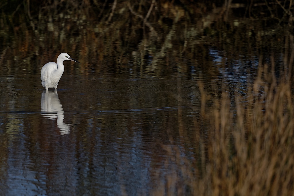 DSC_6038_DxO.jpg