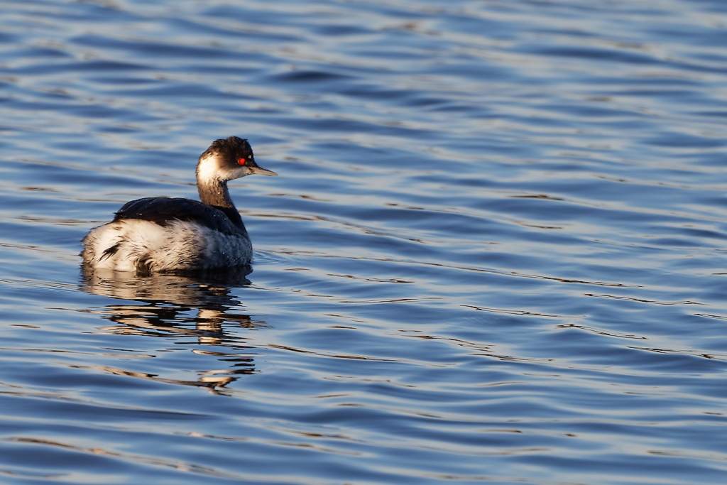 DSC_6050_DxO.jpg