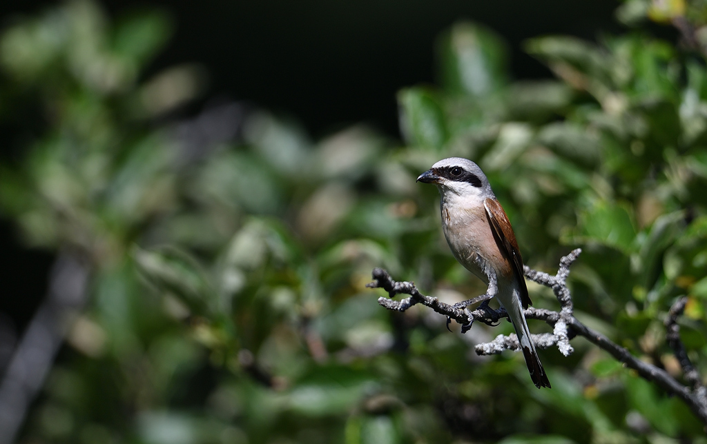 DS5_9509.jpg