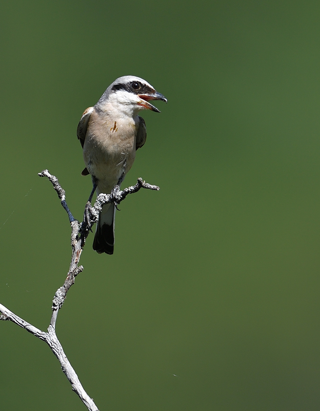 DS5_9495.jpg