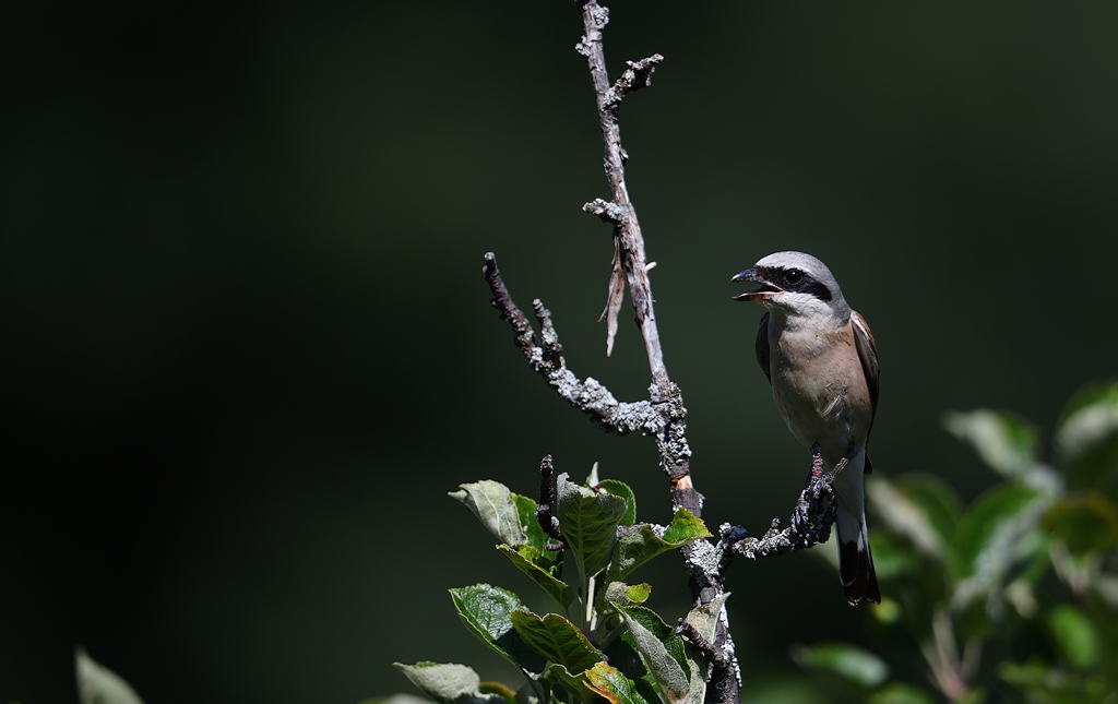 DS5_9355.jpg