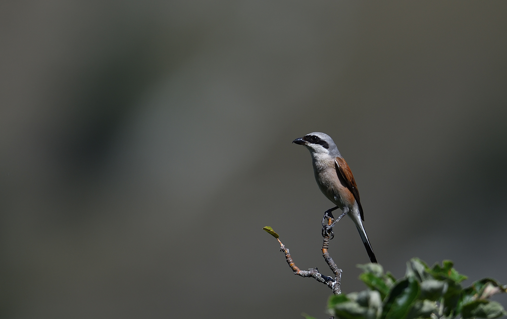DS5_9295.jpg