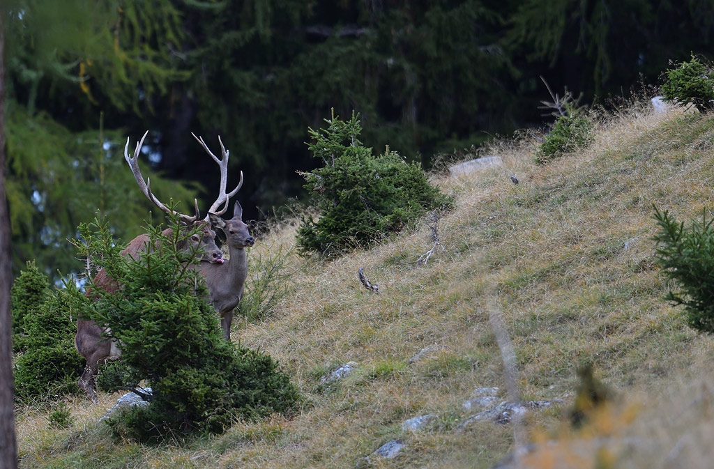 -DS5_2614.jpg