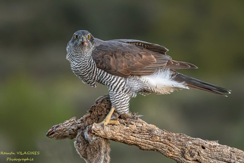 Autour-71-ps.jpg