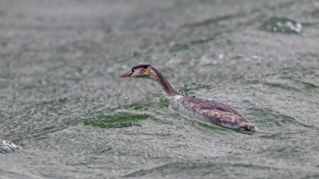 photo29_grebe_huppe(047).jpg