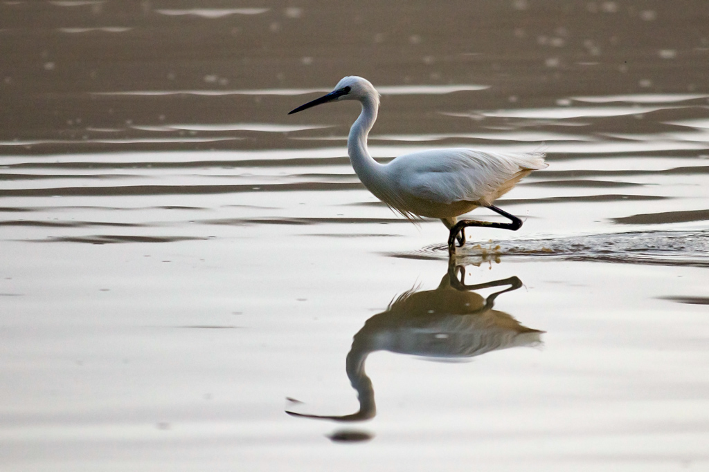 photo32_aigrette_garzette(018).jpg