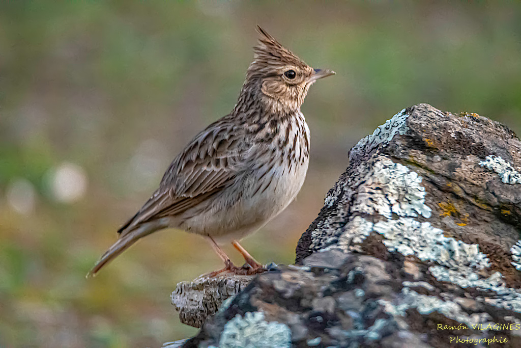 Cochevis de Thékla-138-ps.jpg