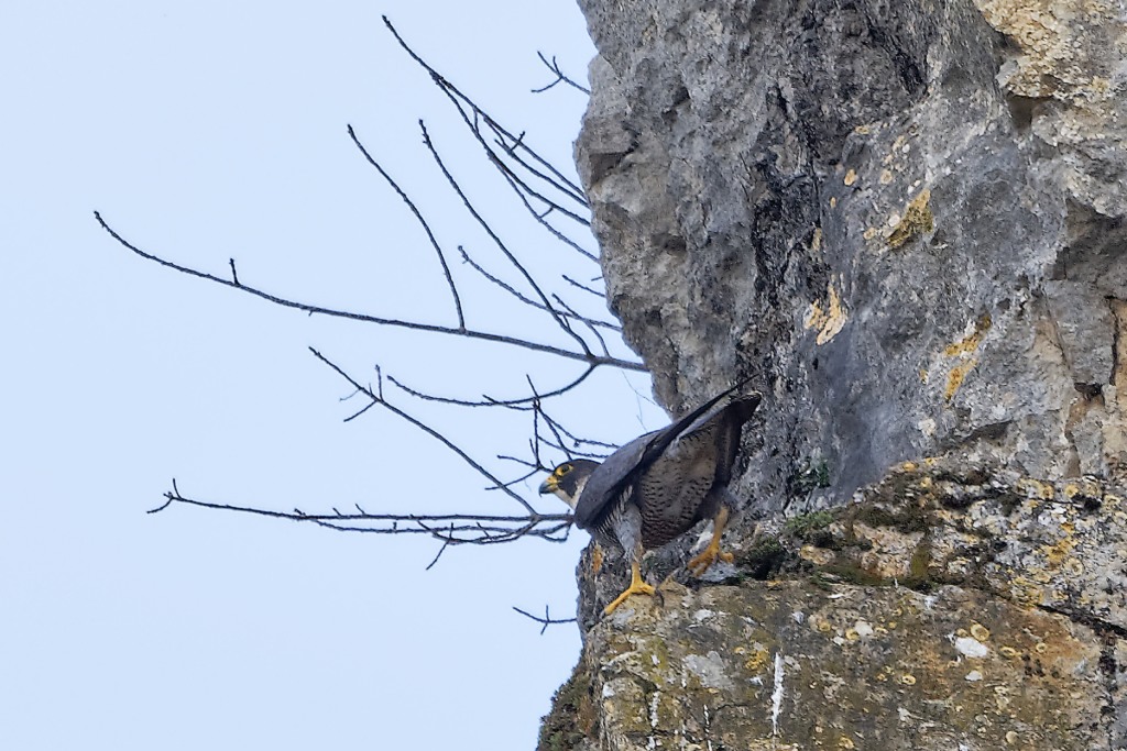 DSC_6823_DxO.jpg