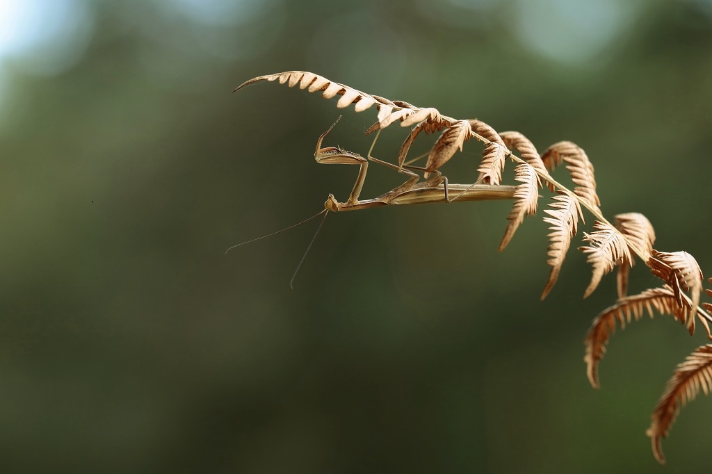 IMG_MANTIS.JPG