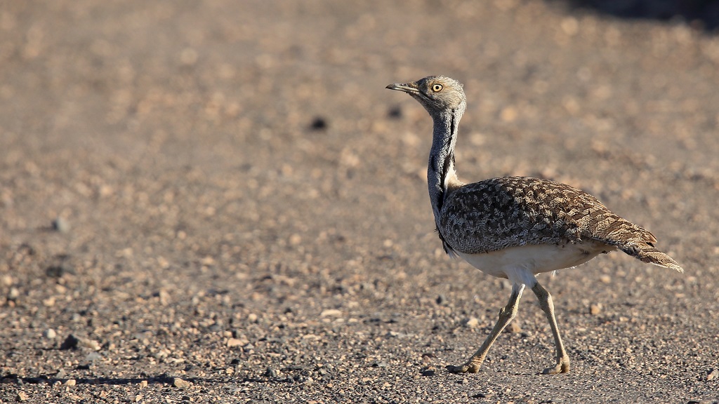 27 Outarde houbara.jpg