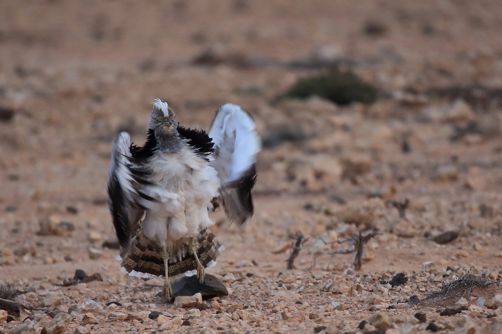 28 Outarde houbara.jpg
