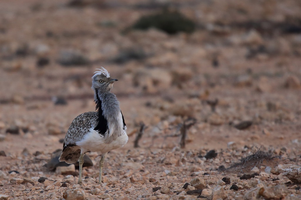 29 Outarde houbara.jpg