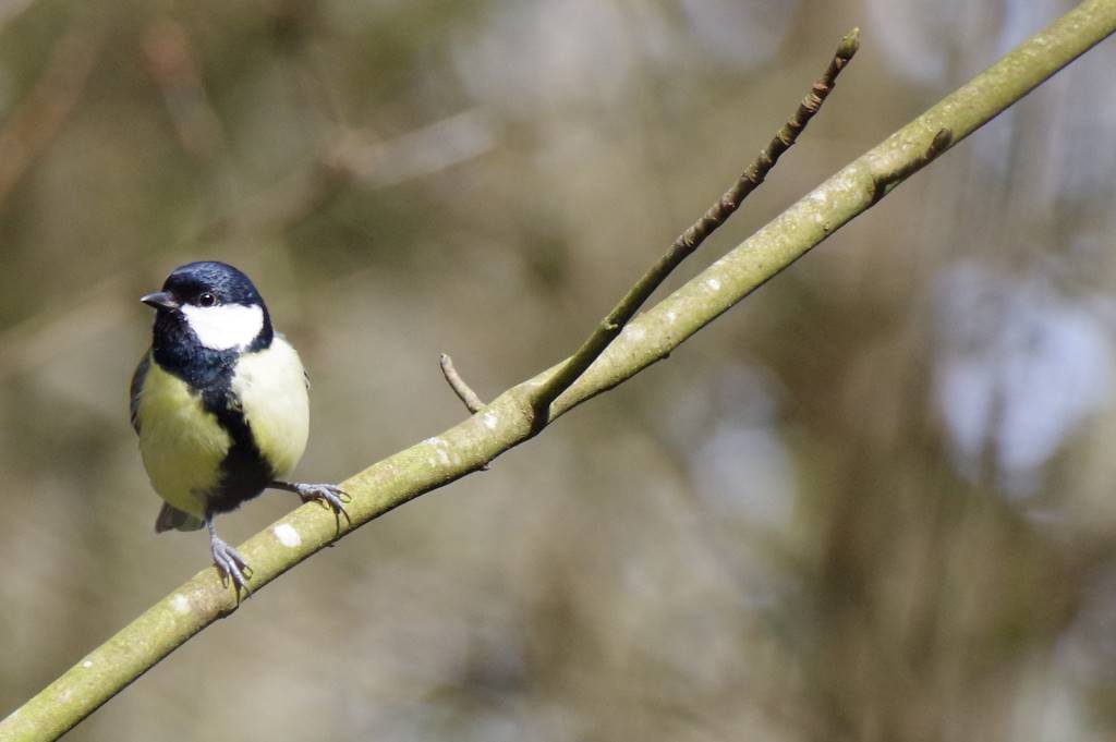 Mésange charbonnière.jpg