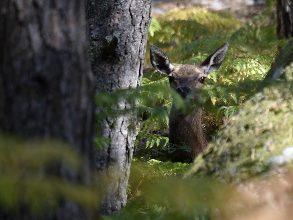 Biche.jpg