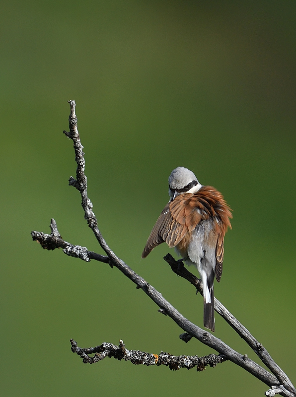 DS5_0393.jpg
