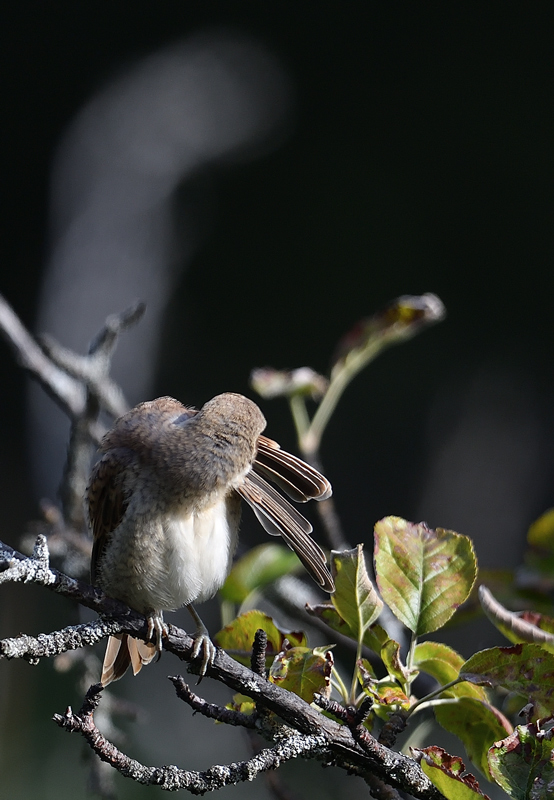 DS5_0281.jpg