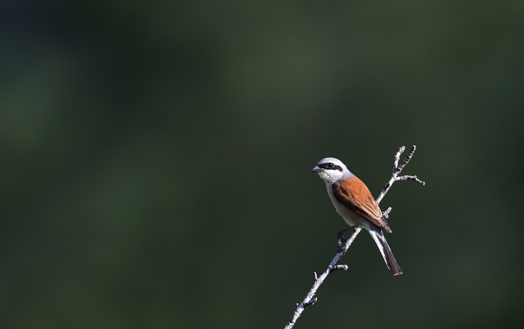 DS5_0136.jpg