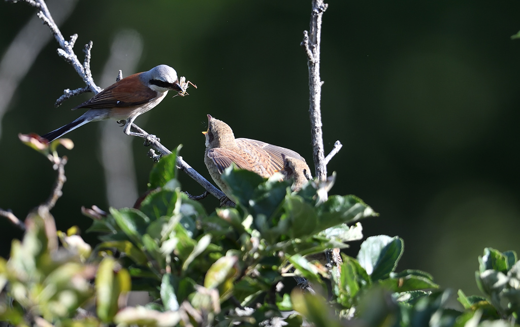 DS5_0125.jpg