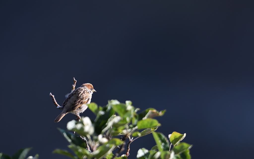 DS5_0008.jpg