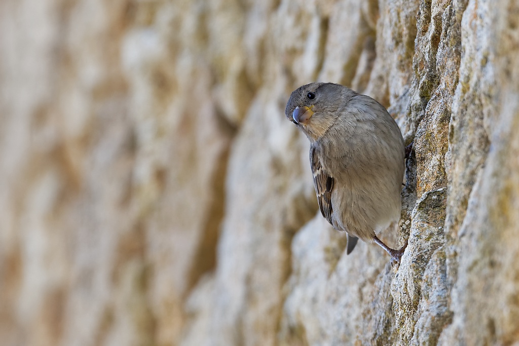 DSC_7042_DxO.jpg