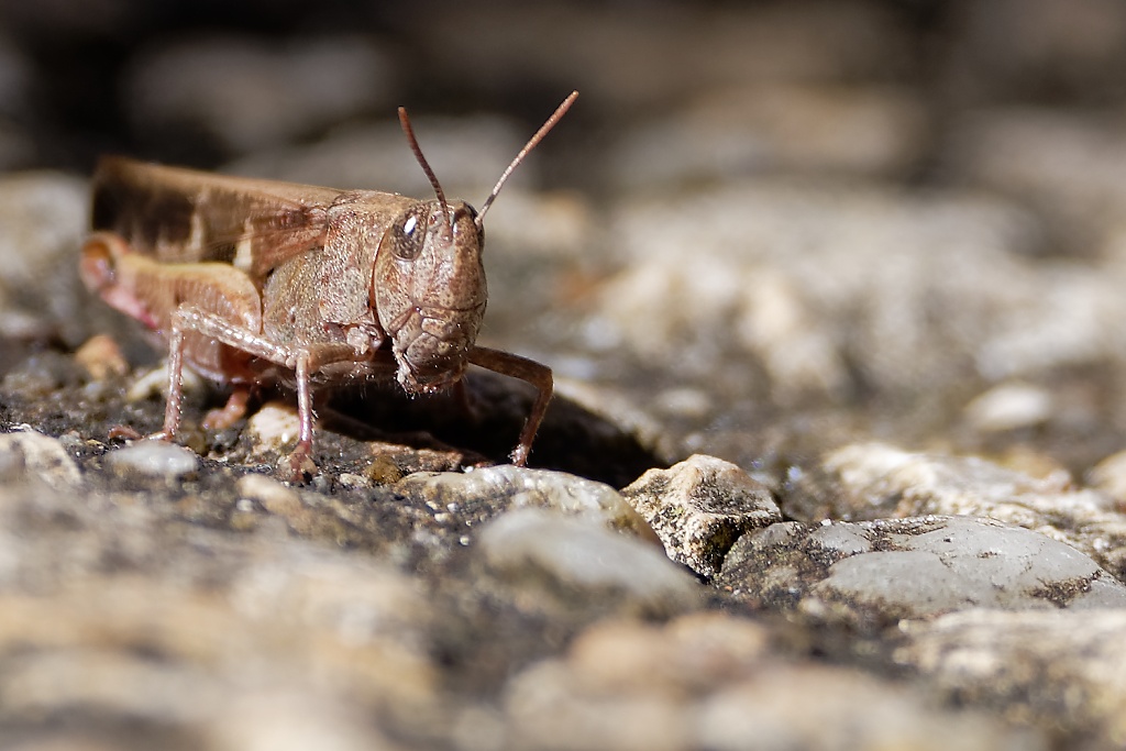 DSC_7060_DxO.jpg