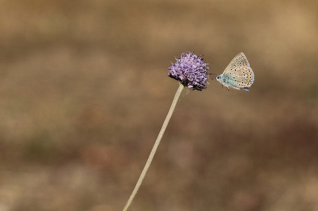 2 IMG_Polyommatus icarus, Petit bleu commun.JPG
