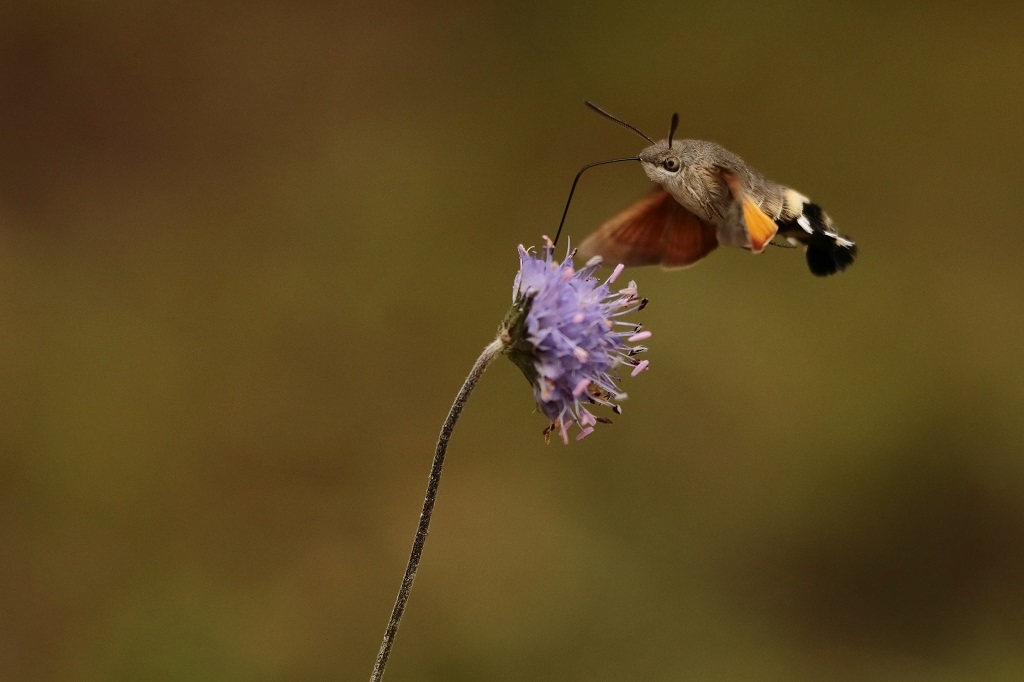 3 IMG_MORO SPHINX MACROGLOSSUM STELLATARUM.JPG
