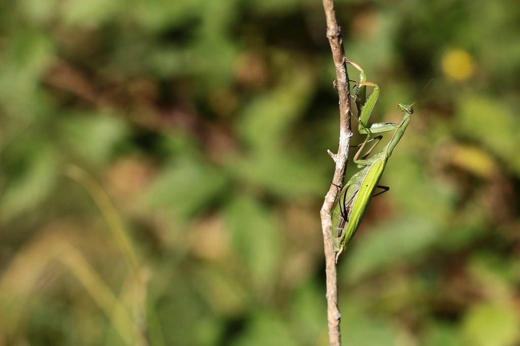 6 IMG MANTIS.JPG