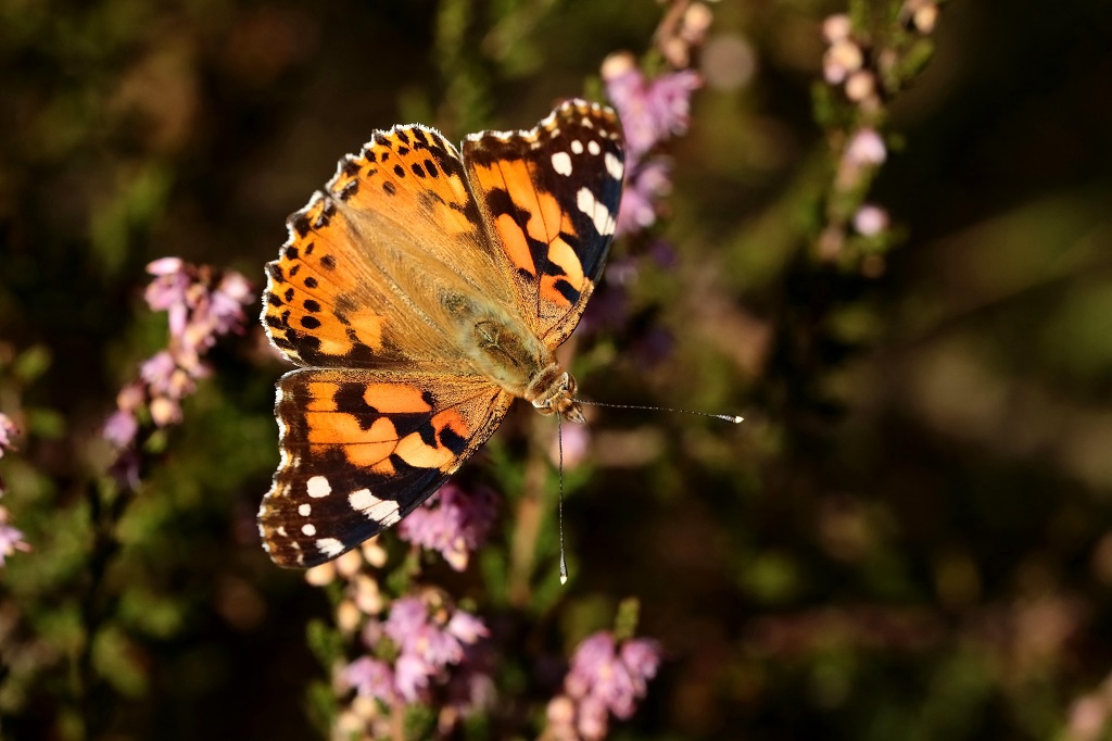 9 IMG_CYNTHIA CARDUI BELLE DAME.JPG