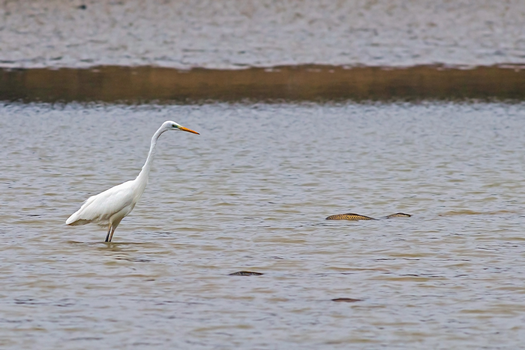 photo46_grande_aigrette(0388).jpg