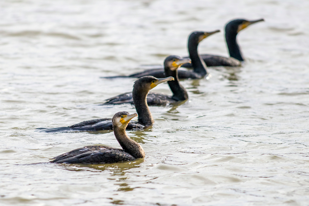 photo50_grand_cormoran(0359).jpg