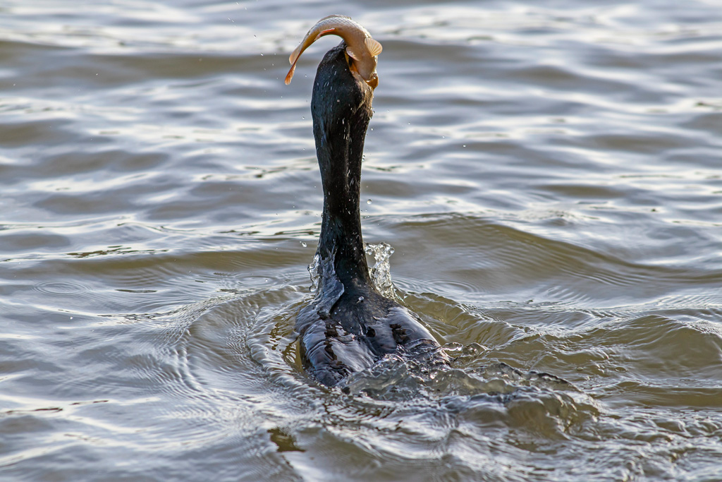 photo52_grand_cormoran(0348).jpg