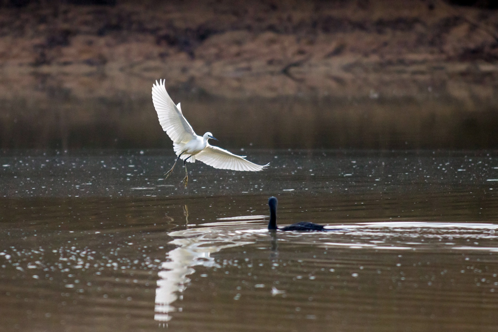 photo53_aigrette_garzette(05).jpg
