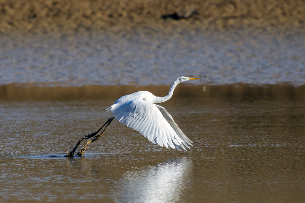 photo54_grande_aigrette(0294).jpg