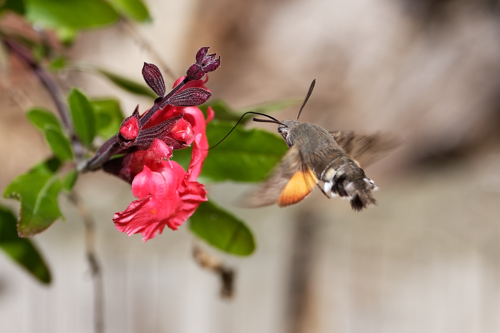 DSC_7077_DxO.jpg