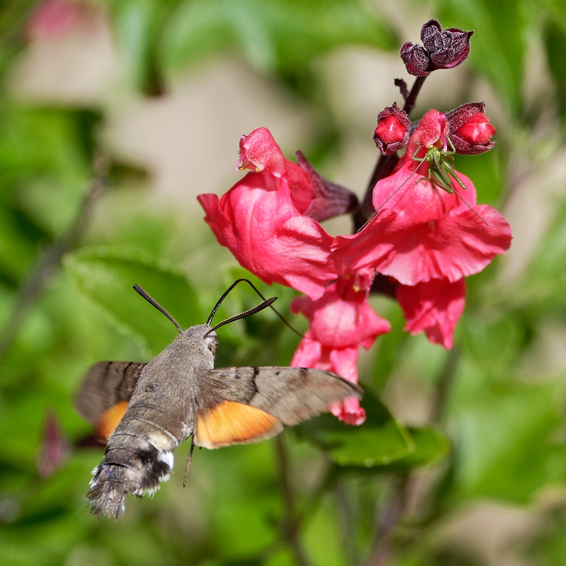 DSC_7085_DxO.jpg