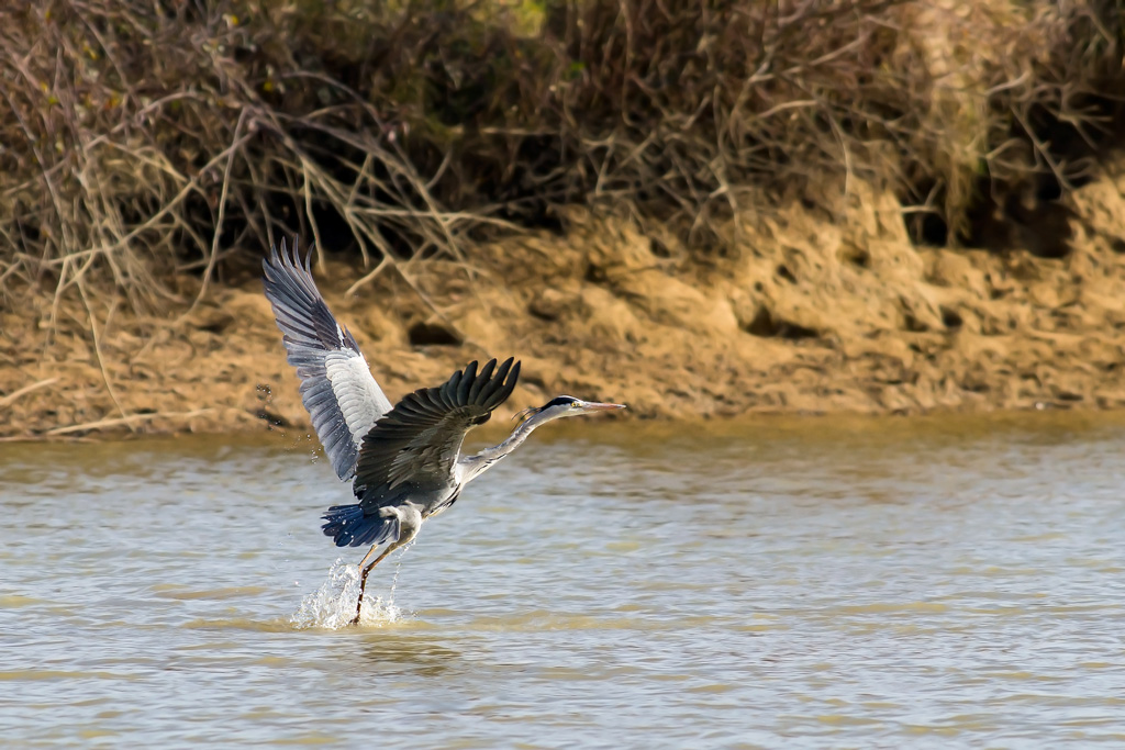 photo55_heron_cendre(0169).jpg